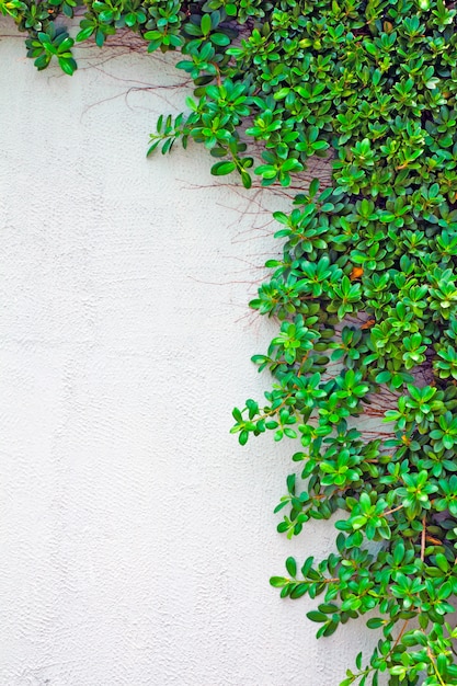 Rampicante verde sul muro