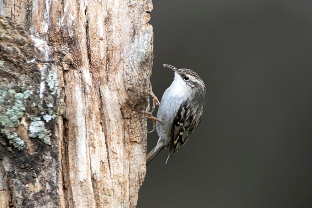 Rampichino alpestre su un tronco di quercia con le ultime luci del giorno