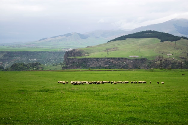 Rams su un campo verde durante il giorno