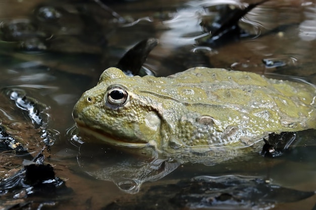 Rana africana che si nasconde in attesa della preda, primo piano della rana africana sull'acqua