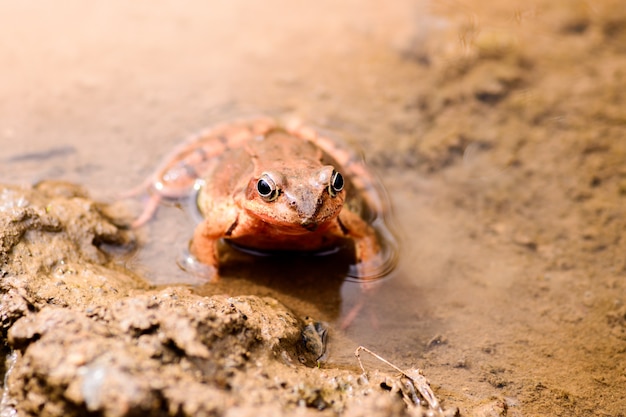 Rana agile marrone nell&#39;acqua