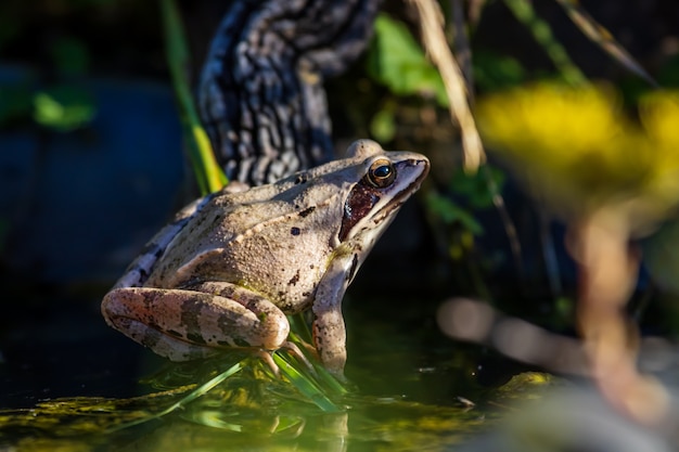 Rana agile nel laghetto in giardino