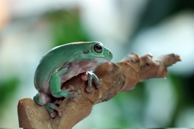 Rana bianca australiana su legno rana dumpy sul ramo Rana di albero sulle foglie