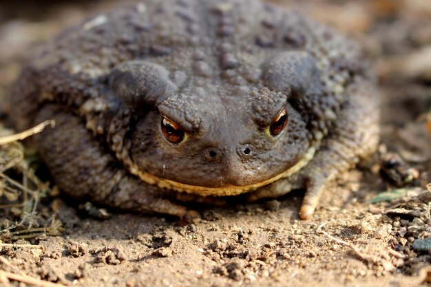 Rana bufo bufo rospo adnimal fotografia macro natura