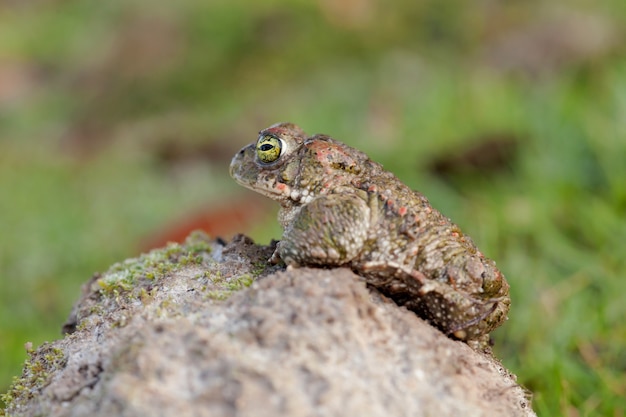 Rana con occhi verdi sporgenti