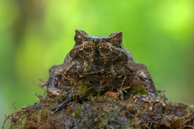 Rana cornuta asiatica Megophrys montana