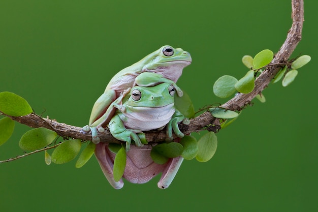 Rana di albero verde australiano sul ramoscello