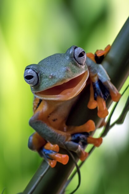 Rana di albero verde che appende sull'albero di bambù