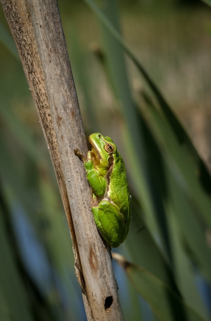 Rana di albero verde europea Hyla arborea nell'ambiente naturale