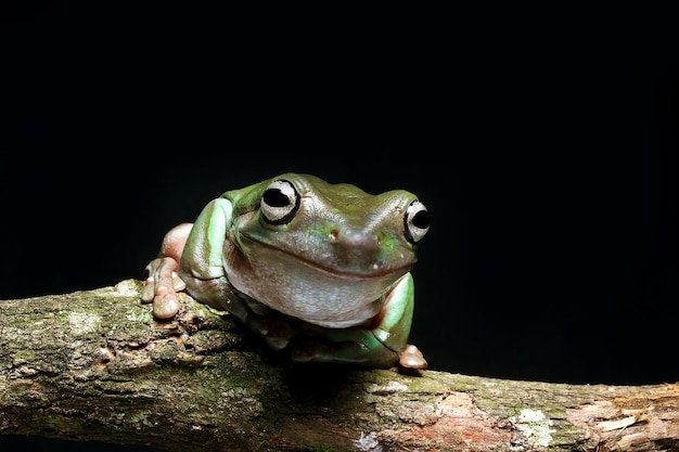 Rana di albero verde sul ramo Rana di albero verde australiana Dubba rana