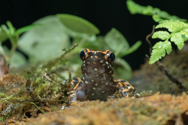 Rana di flusso macchiata nel loro ambiente Hylarana picturata