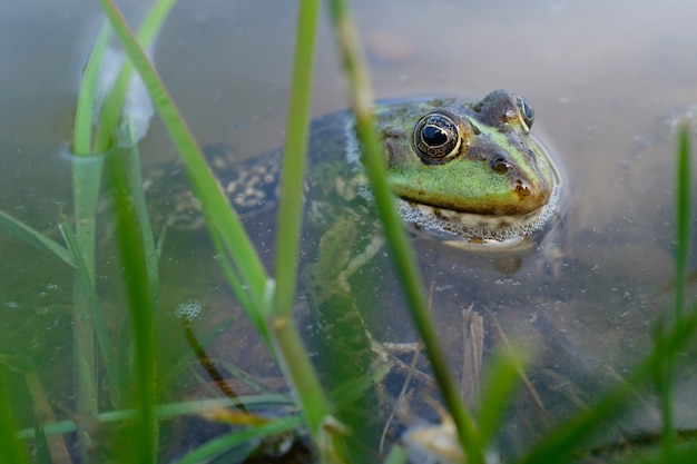 Rana di lago (Pelophylax lessonae), rana di palude (Pelophylax ridibundus), rana commestibile (Pelophylax esculentus) nello stagno. La rana verde si nasconde nell'acqua. Foto di alta qualità