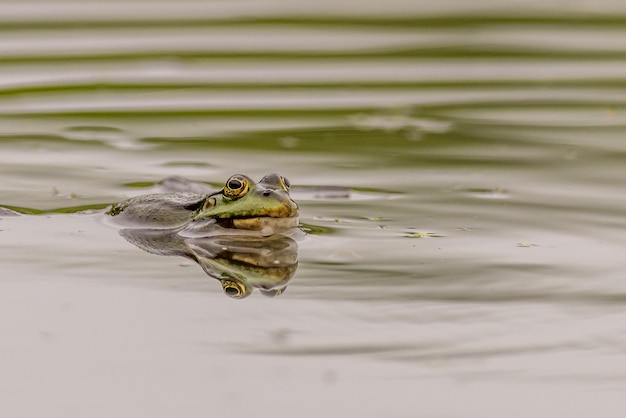 Rana di palude Pelophylax ridibundus nel lago