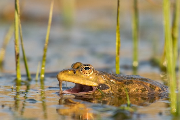 Rana di palude verde nel suo habitat naturale. Pelophylax ridibundus.