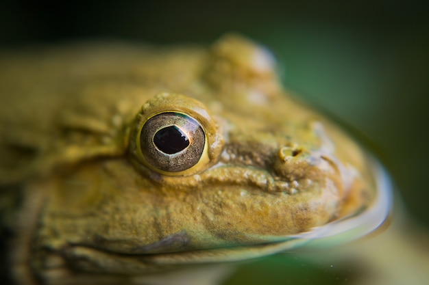 rana di primo piano, rana nell&#39;acqua