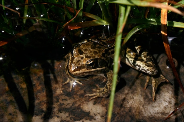 rana endemica Turchia