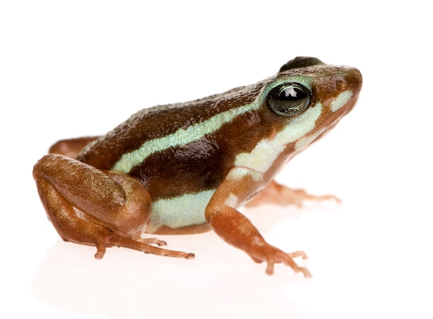 Rana fantasma del veleno - epipedobates tricolore su un bianco isolato