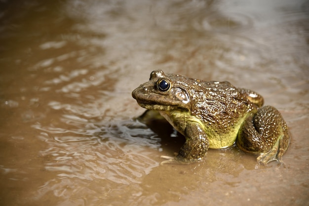 Rana in acqua o stagno, primi piani