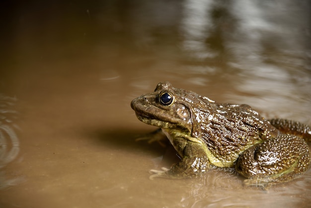 Rana in acqua o stagno, vicino