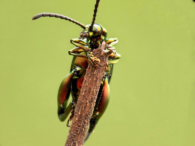 Rana Leaf Beetle