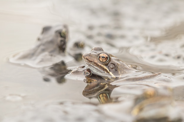 Rana, rospo comune, bufo bufo, rana europea in ambiente naturale