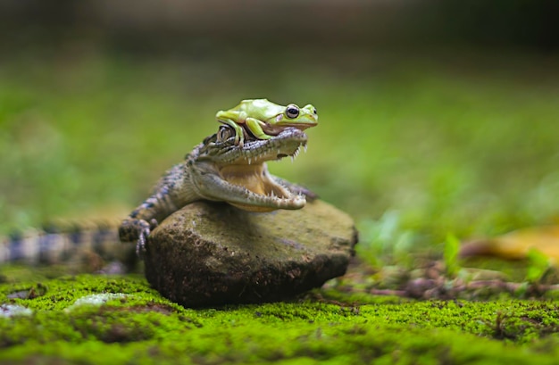 Rana sulla testa di coccodrillo