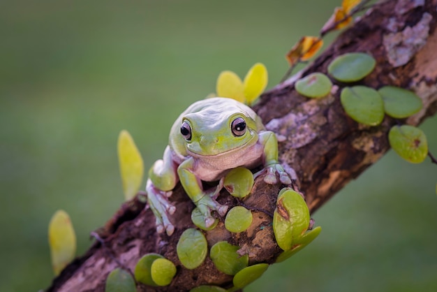 rana tarchiata su foglia in giardino tropicale