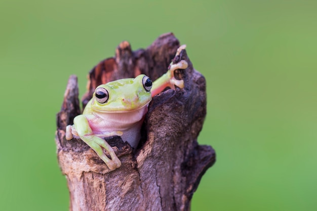 rana tarchiata su foglia in giardino tropicale