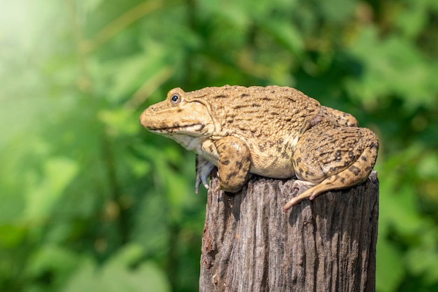 Rana toro dell'Asia orientale