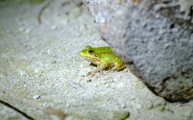 Rana verde a terra. primo piano della rana