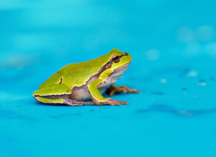 Foto rana verde su sfondo blu bagnato
