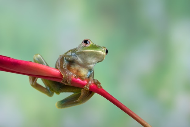 Rana volante malese appollaiata su un fiore rosso