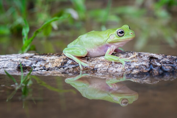 Foto rana vuota sull'acqua