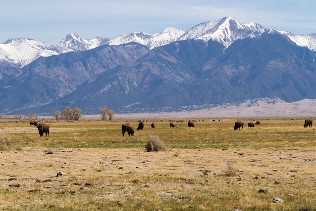 Ranch di bufali nel Midwest.