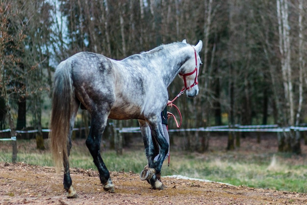 Ranch fattoria equina campagna pascolo verde con puro cavallo spagnolo