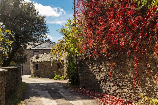 Rane di strada Campillo, Guadalajara, Spagna