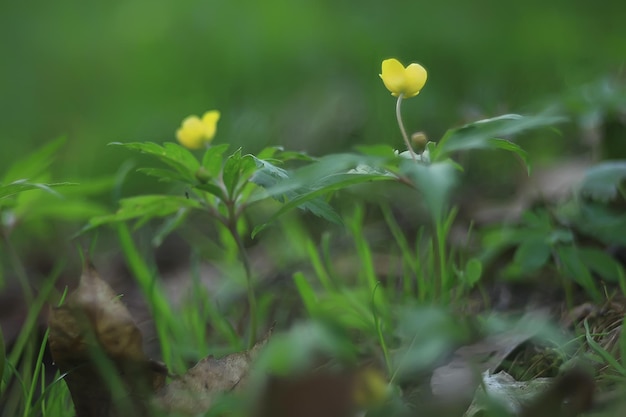 ranuncoli fiori sfondo / astratto sfondo stagionale, primavera, estate, natura fiore, giallo fiori selvatici