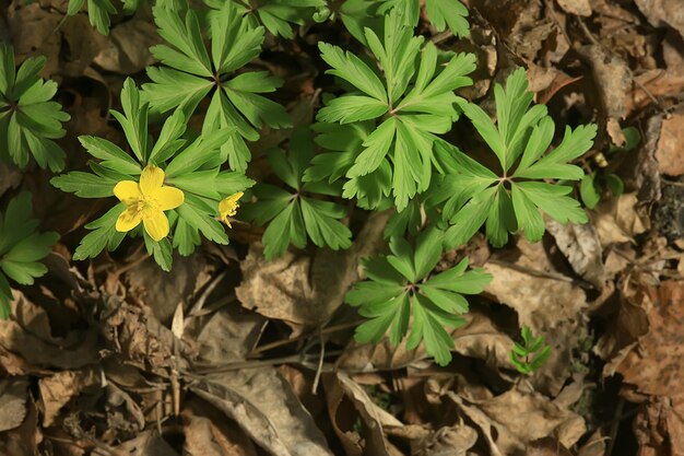 ranuncoli fiori sfondo / sfondo astratto stagionale, primavera, estate, fiore della natura, fiori selvatici gialli