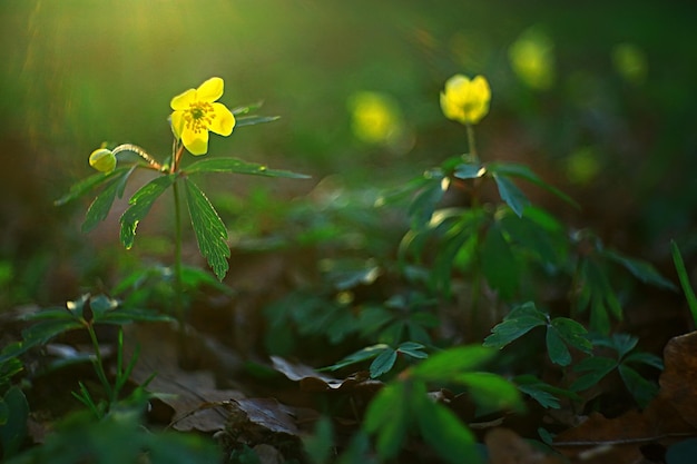 ranuncoli fiori sfondo / sfondo astratto stagionale, primavera, estate, fiore della natura, fiori selvatici gialli