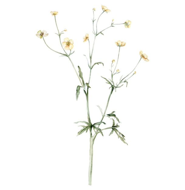 Ranuncolo prato fiore giallo conosciuto come Ranunculus acris sitfast spearworts o crowfoots d'acqua Illustrazione disegnata a mano della pittura dell'acquerello isolata su fondo bianco