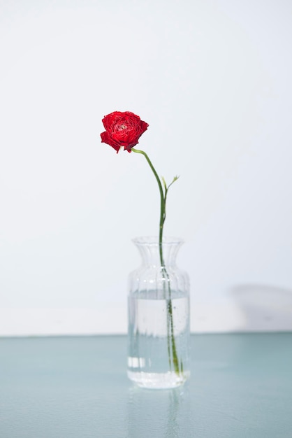 Ranuncolo rosso in un vaso su sfondo bianco.