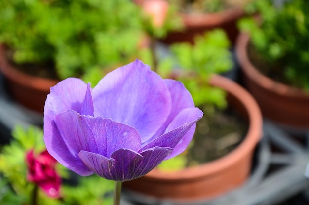 Ranunculus asiaticus Ranuncolo