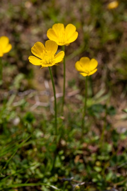 Ranunculus paludosus, ranuncolo di Jersey. Pianta sparata in primavera.