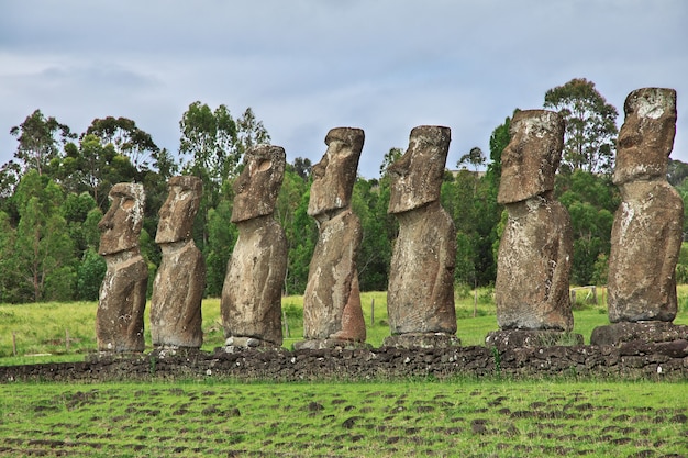 Rapa Nui. La statua Moai in Ahu Akivi sull'Isola di Pasqua, Cile