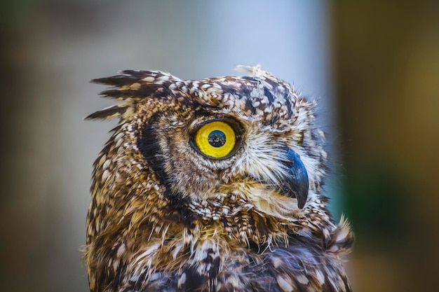 rapace, bellissimo gufo con occhi intensi e bel piumaggio