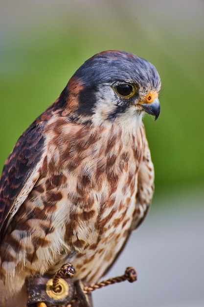 Rapace di gheppio americano addestrato ferito e su sfondo morbido