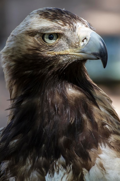 rapace, piumaggio marrone aquila e becco appuntito