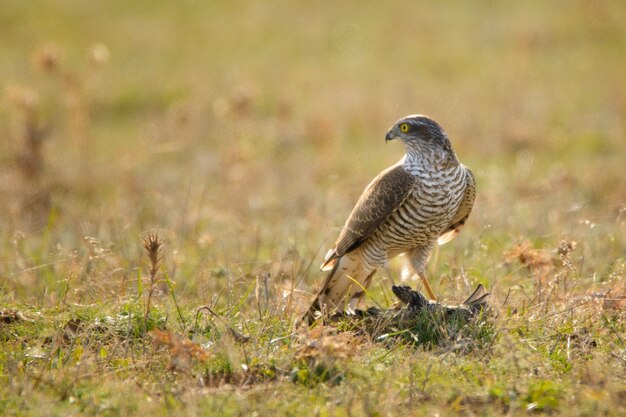 Rapaci - Sparviero (Accipiter nisus) con preda.