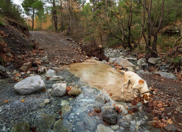 Rapido fiume montuoso con acqua limpida e platani a Dirfys sull'isola di Evia Grecia