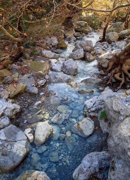 Rapido fiume montuoso con acqua limpida e platani a Dirfys sull'isola di Evia Grecia